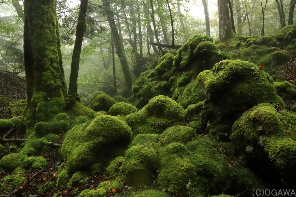 6月 富士山村道、苔のイメージ