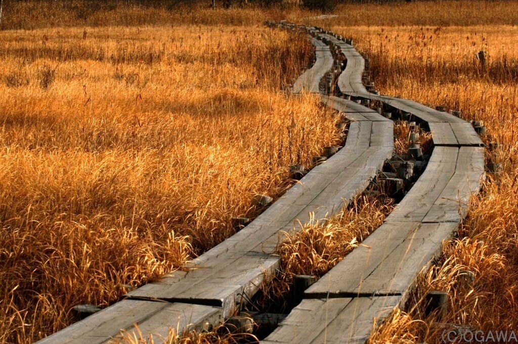 11月 尾瀬、木道イメージ